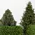 Modern Bush Collection 3D Model 3D model small image 2
