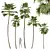 Detailed Saribus Rotundifolius 3D Models 3D model small image 1