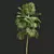 Detailed Saribus Rotundifolius 3D Models 3D model small image 2