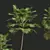 Detailed Saribus Rotundifolius 3D Models 3D model small image 3