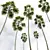 Detailed Saribus Rotundifolius 3D Models 3D model small image 4