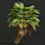 Detailed Pritchardia Pacifica Small Plant 3D model small image 2