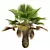 Detailed Pritchardia Pacifica Small Plant 3D model small image 3