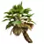 Detailed Pritchardia Pacifica Small Plant 3D model small image 4