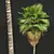 Exquisite Pritchardia Pacifica Plant 3D 3D model small image 2