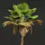 Exquisite Pritchardia Pacifica Plant 3D 3D model small image 4