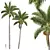 Royal Palm Plant 3D Models 3D model small image 1