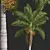 Royal Palm Plant 3D Models 3D model small image 2