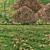 Scattered Meadow Plant Assets 3D model small image 1