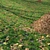 Scattered Meadow Plant Assets 3D model small image 2