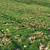 Scattered Meadow Plant Assets 3D model small image 5