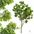 Detailed Cinnamomum Camphora Tree 3D model small image 1