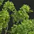 Detailed Cinnamomum Camphora Tree 3D model small image 2