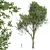 Handcrafted Fagus Grandifolia Tree Model 3D model small image 1