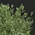 Handcrafted Fagus Grandifolia Tree Model 3D model small image 2