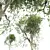 Handcrafted Fagus Grandifolia Tree Model 3D model small image 3