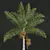 Royal Palm 3D Plant Model 3D model small image 2