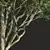 Detailed Fagus Grandifolia 3D Model 3D model small image 2