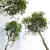 Detailed Fagus Grandifolia 3D Model 3D model small image 3