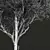 Detailed Fagus Grandifolia 3D Model 3D model small image 4