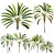 Strelitzia Nicolai Medium 3D Models 3D model small image 1