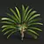 Strelitzia Nicolai Medium 3D Models 3D model small image 2