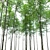 Tall Forest Trees Set 03 3D model small image 2