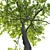 Tall Forest Trees Set 04 3D model small image 3