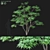 Japanese Maple Tree 3D Model 3D model small image 1