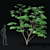 Japanese Maple Tree 3D Model 3D model small image 4