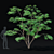 Japanese Maple Tree 3D Model 3D model small image 5