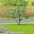 Japanese Maple Tree 3D Model 3D model small image 7