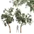 Chinese Sour Cherry Tree 3D Model 3D model small image 1