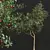Chinese Sour Cherry Tree 3D Model 3D model small image 2
