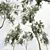 Chinese Sour Cherry Tree 3D Model 3D model small image 4