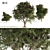 Elderberry Trio 3D Tree Set 3D model small image 1