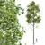 Detailed Fagus Sylvatica Tree Model 3D model small image 1