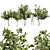 Premium Ficus Carica Feige Fig 3D model small image 1