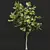 Premium Ficus Carica Feige Fig 3D model small image 2