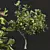 Premium Ficus Carica Feige Fig 3D model small image 3