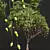 
Exquisite Mangifera Indica Mango Tree 3D model small image 3