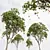 
Exquisite Mangifera Indica Mango Tree 3D model small image 4