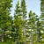Abies Fir Tree Model Pack 3D model small image 5