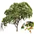 Title: High-Detail Mangifera Indica Model 3D model small image 1