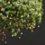 Title: High-Detail Mangifera Indica Model 3D model small image 2