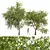Pear Pyrus Communis 3D Plant 3D model small image 1