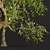 Pear Pyrus Communis 3D Plant 3D model small image 3