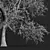 Pear Pyrus Communis 3D Plant 3D model small image 5