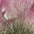 Pink Muhly Grass 3D Model 3D model small image 6