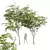 Chinese Date Tree Plant 3D 3D model small image 1